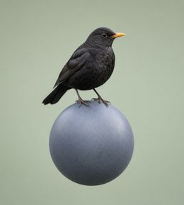 A bird on a round stone